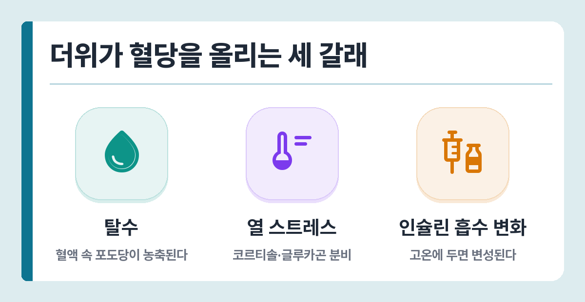 폭염이 혈당을 올리는 경로 — 탈수로 인한 농축, 열 스트레스 호르몬, 인슐린 흡수 변화